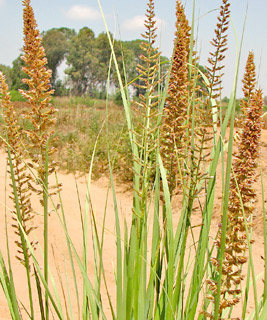 Spring grass, Bipinnate love grass 