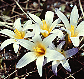 Snow romulea 