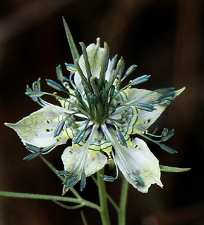 Love-in-a-mist  