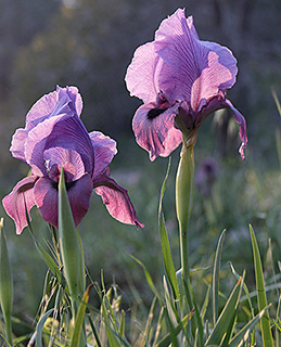 Gilboa Iris 