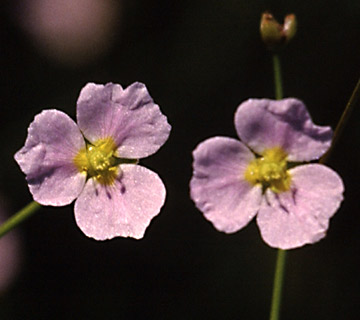 Narrow-Leaved Water-plantain 