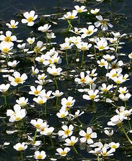 Common Water-Crowfoot 