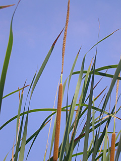  Lesser Bulrush, Narrow Leaf Cattail  