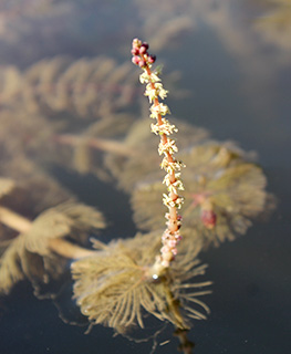 Watermilfoil, Spiked myriophyllum 