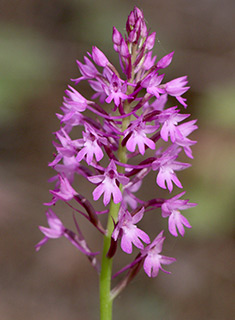 Pyramidal Orchid 