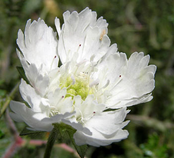 Scabious 