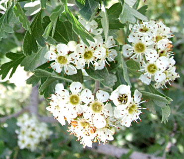 Spiny Hawthorn 