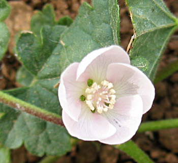 Malvella sherardiana