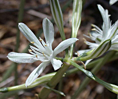 Small-Flowered Pancratium 