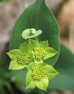 Bupleurum lancifolium