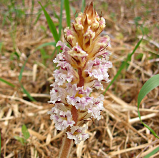 Scalloped Broomrape 