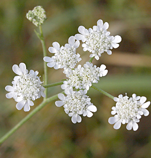 Carmel Cow-parsnip 