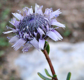 Arabian Globe-cress 