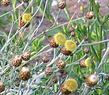 African Fleabane 