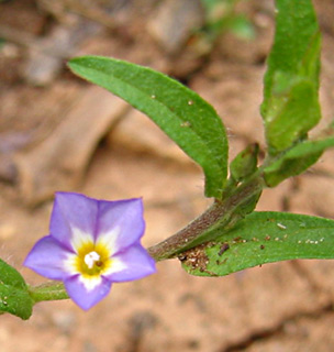 Grassy Bindweed 