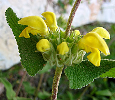 Shrubby Jerusalem Sage 