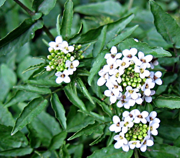 Nasturtium officinale