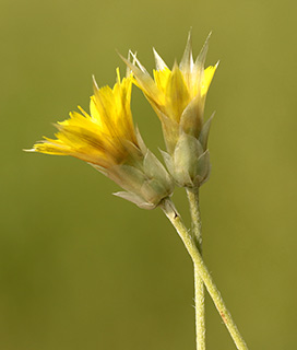 Yellow Copid 