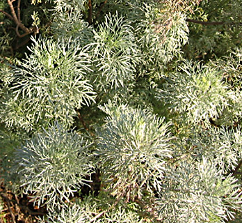 Shrubby wormwood 