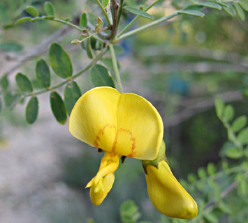 Bladder Senna 