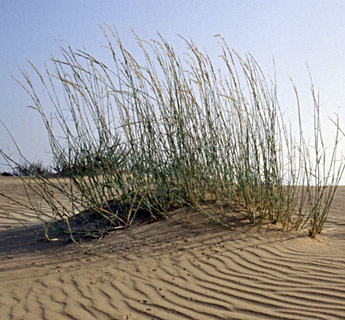 Marram Grass 