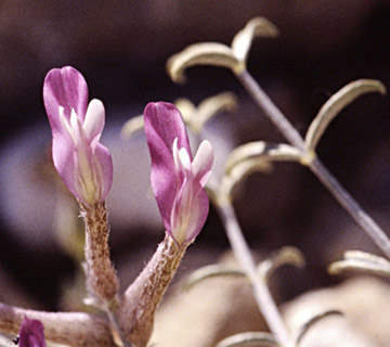 Holly Milk-Vetch 