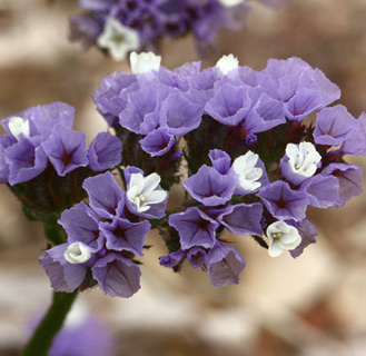 Limonium sinuatum