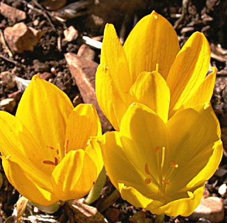 Large Sternbergia 