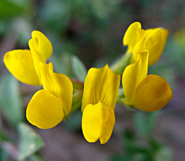 Petty Bird's-foot Trefoil 