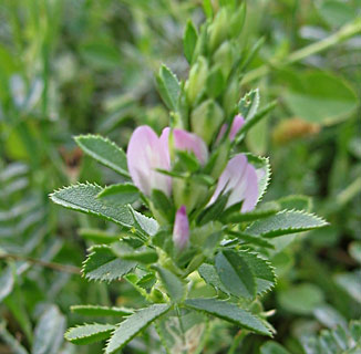 Cluster-flowered rest harrow 