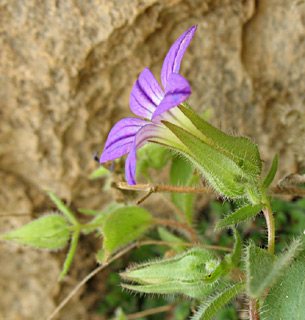 Jerusalem Bellflower 