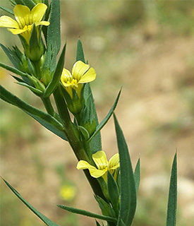 Rigid Flax 