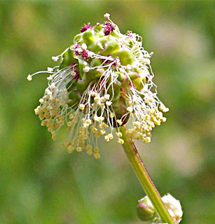 Burnet, Salad burnet, Small burnet 