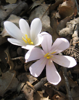 Colchicum 