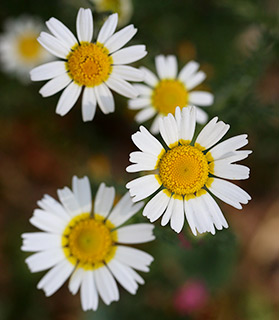 False Chamomile 