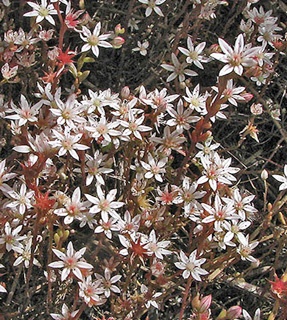 Sedum hispanicum