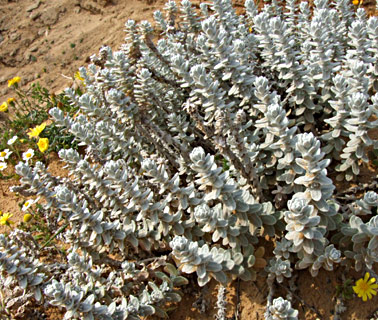 Sea Cudweed 