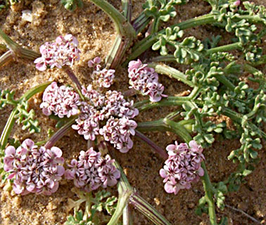 Maritime bastard parsley 