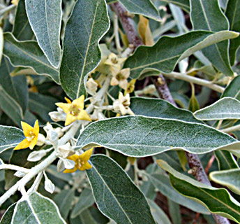 Oleaster; Russian olive 