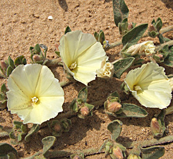 One-sided Bindweed 