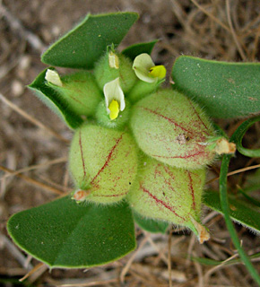 Bladder Kidney-Vetch 