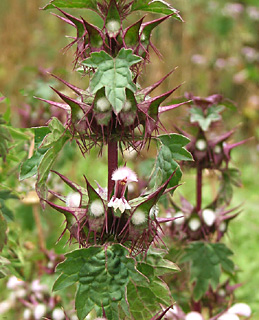 Spiny molucca 