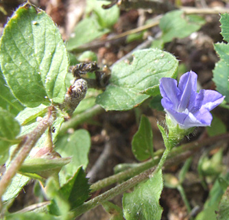 Bindweed 