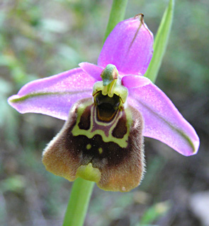 Drone- bee Orchid 
