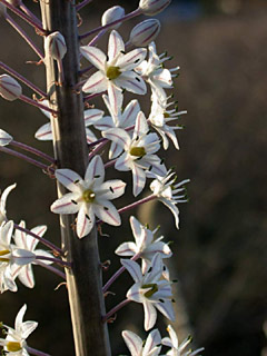 Sea Squill, Medicinal squill 
