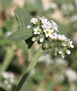 Heliotropium suaveolens