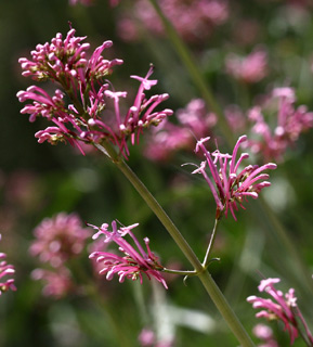 Red-valerian 