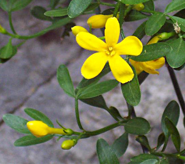 Bush Jasmine 