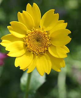 Corn Marigold,Yellow cornflower 