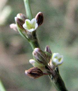 Silversheath knotweed 